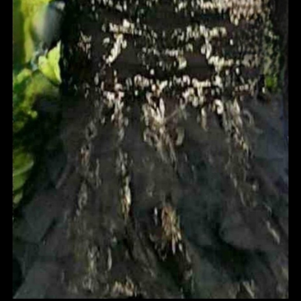 Jovani Black and Gold Embellished Gown - Picture 6 of 6